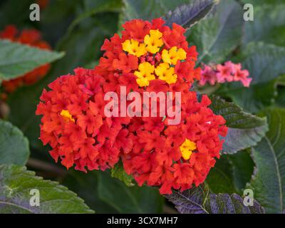 Nahaufnahme der leuchtend orangen roten und gelben Blütenbündel des lantana Camara Strauchs, auch bekannt als gewöhnliches lantana blüht im Garten Stockfoto