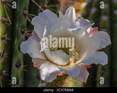 Nahaufnahme der blühenden weißen Blume der Leucostele terscheckii, auch bekannt als cardon grande Cactus oder argentinischer Saguaro Stockfoto