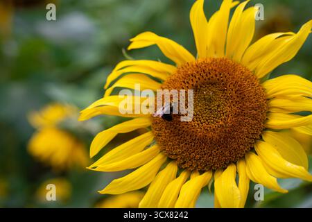 Eine Nahaufnahme einer Honigbiene, die im Herbst Pollen aus einer hellgelben Sonnenblume sammelt, was die Bestäubung und die Artenvielfalt in der Natur hervorhebt. Stockfoto