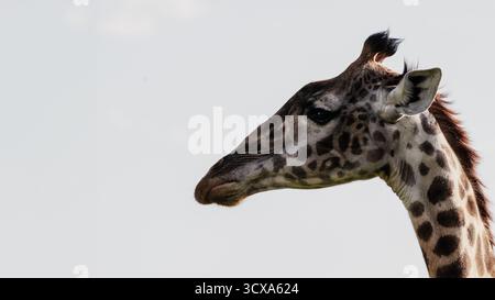 Schöne Kunstfotos von Giraffen in Tanazania - die ihre Höhe, Eleganz und anmutige Bewegung durch die sonnenbeschienene Savanne Afrikas festhalten. Stockfoto
