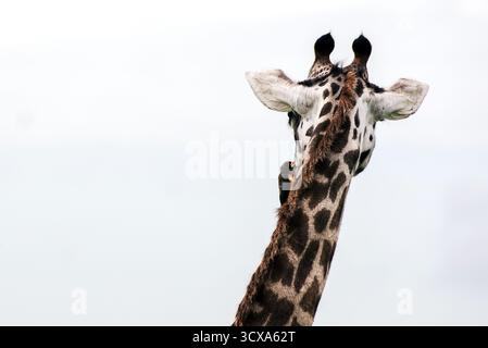Schöne Kunstfotos von Giraffen in Tanazania - die ihre Höhe, Eleganz und anmutige Bewegung durch die sonnenbeschienene Savanne Afrikas festhalten. Stockfoto