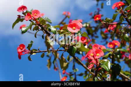 Nahaufnahme der leuchtend roten Euphorbia Geroldii Blumen vor einem leuchtend blauen Himmel. Stockfoto