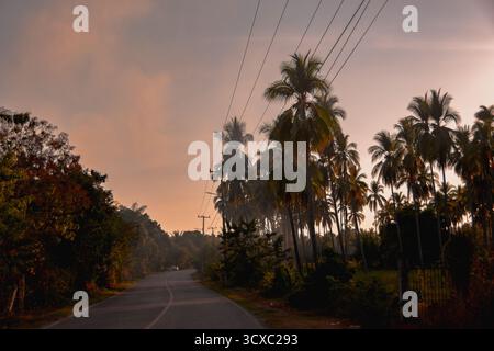 Ein dichter Palmenwald leuchtet im warmen Abendlicht, wenn die Sonne über Ixtapa an der Pazifikküste Mexikos untergeht. Stockfoto
