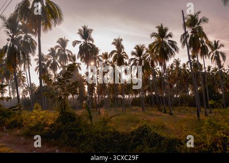 Ein dichter Palmenwald leuchtet im warmen Abendlicht, wenn die Sonne über Ixtapa an der Pazifikküste Mexikos untergeht. Stockfoto