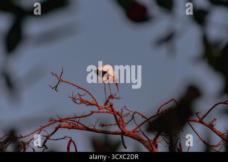 Ein Rosenlöffelschnabel thront während des Sonnenuntergangs auf einem Baum in einem Gehege an der Playa Linda in Ixtapa, Mexiko. Stockfoto