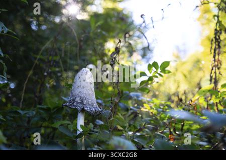 Coprinus comatus, Fruchtkörper am Wegesrand, Nationalpark Schwarzwald, Baden-Württemberg, Deutschland Stockfoto