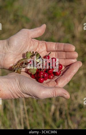 Hände, die die Beeren von Schwarzdorn (Prunus spinosa) halten, Naturschutzgebiet Geltinger Birk, Nieby, Schleswig-Holstein, Deutschland Stockfoto