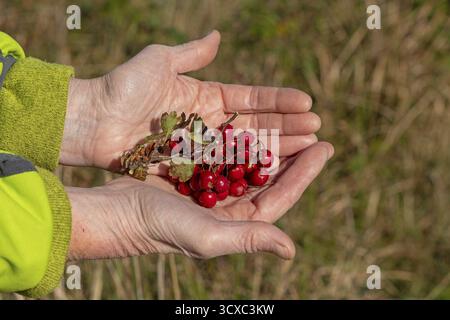 Hände, die die Beeren von Schwarzdorn (Prunus spinosa) halten, Naturschutzgebiet Geltinger Birk, Nieby, Schleswig-Holstein, Deutschland Stockfoto