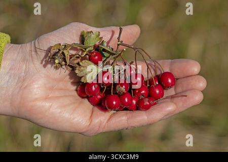 Hände, die die Beeren von Schwarzdorn (Prunus spinosa) halten, Naturschutzgebiet Geltinger Birk, Nieby, Schleswig-Holstein, Deutschland Stockfoto