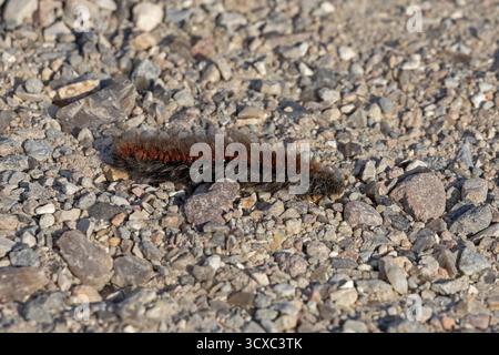 Brombeermotte raupe (Macrothylacia rubi) krabbelt über Schotterweg, Geltinger Birk, Nieby, Schleswig-Holstein, Deutschland Stockfoto
