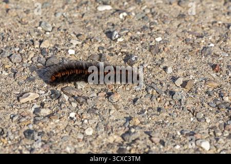 Brombeermotte raupe (Macrothylacia rubi) krabbelt über Schotterweg, Geltinger Birk, Nieby, Schleswig-Holstein, Deutschland Stockfoto