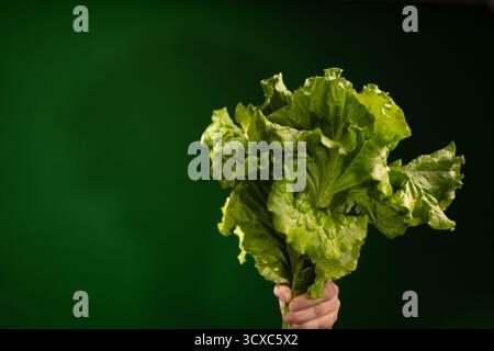 Eine Hand hält einen Haufen frischer, grüner Salat vor einem dunkelgrünen Hintergrund. Der Salat erscheint frisch und verzehrfertig. Stockfoto