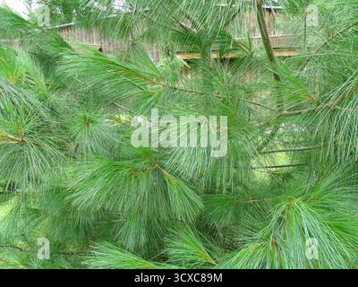 Östliche Weißkiefer. Pinus Strobus Stockfoto