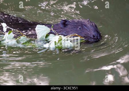 Ein Biber (Castor canadensis) schwimmt durch Wasser mit einem Blattzweig, dessen Schwanz über der Oberfläche sichtbar ist. Die Filiale gehört wahrscheinlich zu einem popl Stockfoto