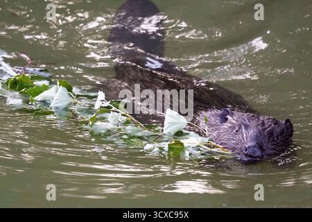 Ein Biber (Castor canadensis) schwimmt durch Wasser mit einem Blattzweig, dessen Schwanz über der Oberfläche sichtbar ist. Die Filiale gehört wahrscheinlich zu einem popl Stockfoto