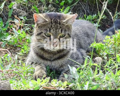 Eine Katze sitzt auf dem Gras Stockfoto
