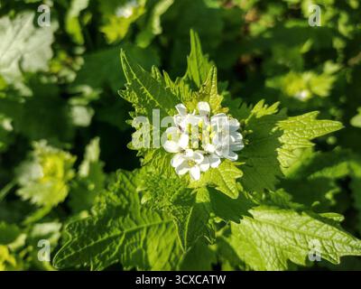 Blühende Knoblauch-Senfpflanze. Alliaria petiolata Stockfoto