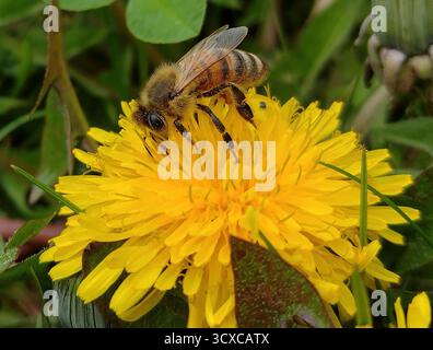 Biene auf der Blume ein Löwenzahn Stockfoto