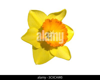 Narzissen-Blüte isoliert auf weiß. Narcissus pseudonarcissus Stockfoto