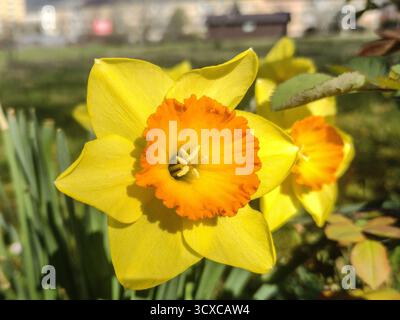 Narzissen-Blüte im Frühling. Narcissus pseudonarcissus Stockfoto