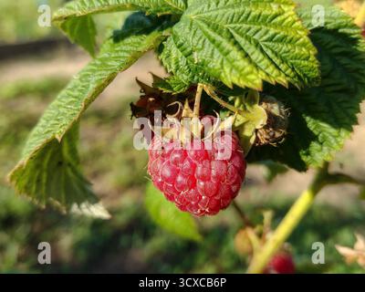 Reife Himbeere auf dem Zweig des Busches Stockfoto