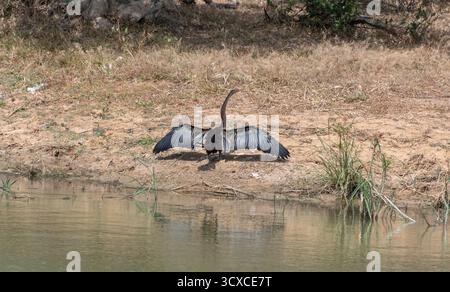 Eine Nahaufnahme eines afrikanischen Darters (Anhinga rufa), der seine Flügel am Ufer eines Flusses sonnt. Dieses Verhalten hilft, die nicht wasserdichten Federn zu trocknen Stockfoto