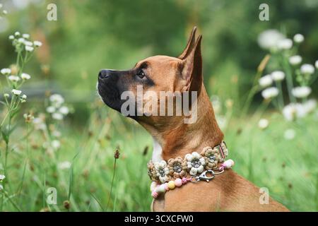 Brauner Mischhund mit Blumenkragen auf der Wiese Stockfoto