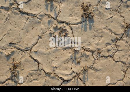 Detailliertes Top-down-Foto von trockener, gerissener Erde, das die schweren Auswirkungen von Dürre und Klimawandel veranschaulicht. Ideal für Umwelt-, Umwelt- und Stockfoto