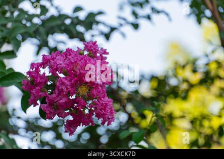 Leuchtend rosafarbene kreppmyrtenblüten mit zarten Rüschenblättern und gelben Staubblättern, umgeben von üppigem grünem Laub. Perfekt für Natur, Garten und flo Stockfoto