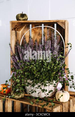 Heidekraut und anliegendes Grün in Korb mit Samtkürbchen in einer Holzkiste für rustikale saisonale Einrichtung. Botanisches Thanksgiving-Tablescape Stockfoto