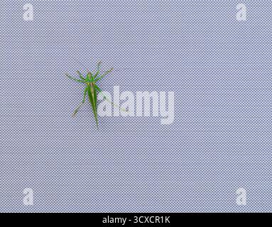 Ein grüner Heuschrecken auf einer strukturierten grauen Oberfläche. Stockfoto