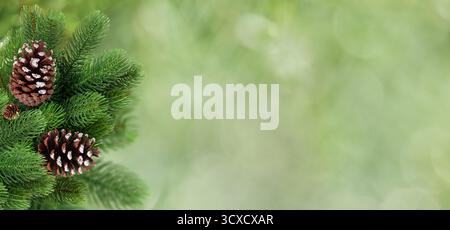 Tannenzweige mit schneebedeckten Tannenzapfen auf Grün Stockfoto