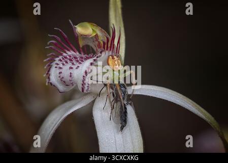 Eine grüne und gelbe Krabbenspinne auf einer Orchidee mit einer Wespe, die sie gefangen hat. Stockfoto