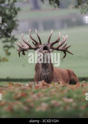 Reife Rote Hirsche Bellend Vor Dem Rut Woburn Deer Park - Herbst 2025 Stockfoto