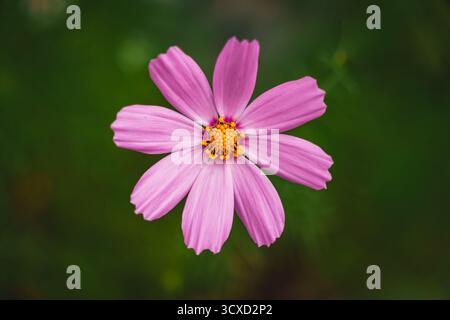 Makroaufnahme einer wunderschönen einzelnen rosafarbenen Cosmos Blume, die im Garten mit einem weichen grünen Hintergrund blüht. Stockfoto