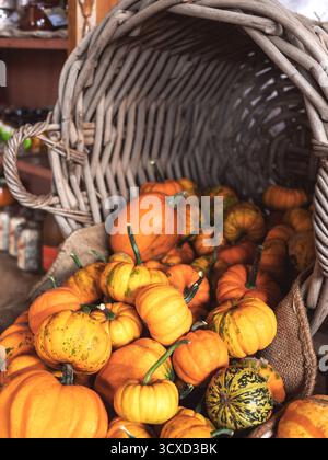 Korb aus Korb mit orangefarbenen und grünen Miniaturkürbissen. Herbstkartenhintergrund mit Ernte. Vertikale Ausrichtung. Stockfoto