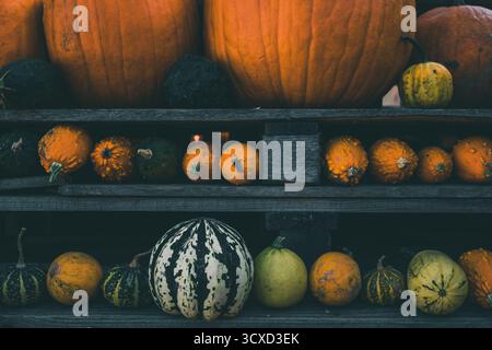 Kürbisse und Kürbisse verschiedener Sorten am Marktstand aus dunklem Holz. Herbststillleben als Hintergrund für Halloween. Stockfoto