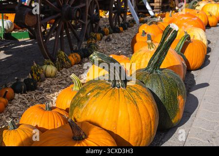 Verschiedene Kürbissorten bei einem Erntefest an einem sonnigen Herbsttag. Stockfoto