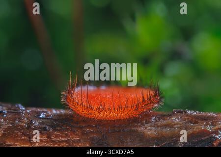 Gemeinsamer Wimpernbecher - Scutellinia scutellata Stockfoto