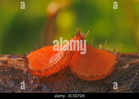Gemeinsamer Wimpernbecher - Scutellinia scutellata Stockfoto