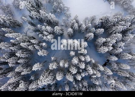 Aus der Vogelperspektive schneebedeckte Bäume bilden einen starken Kontrast zum dunklen Waldboden, ein Winterwunderland, das von oben erfasst wurde, Rhinebeck, New York, USA. Stockfoto