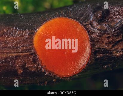 Gemeinsamer Wimpernbecher - Scutellinia scutellata Stockfoto