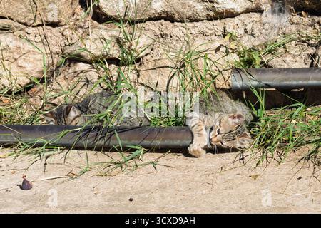 Tabby-Kätzchen interagieren mit einer Metallpfeife, einer spielt mit Pfoten, der andere ruht im Schatten des hohen Grases Stockfoto