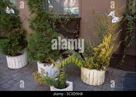 Evergreens schmücken den urbanen Raum auf dem Bürgersteig in Betonhügeln. Stockfoto