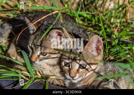 Zwei Tabby-Kätzchen in sonnendurchflutetem grünem Gras, die Wärme und Gemeinschaft in einem zarten Outdoor-Moment teilen Stockfoto