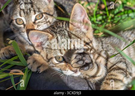 Zwei verspielte Tabby-Kätzchen ruhen und interagieren im grünen Gras, ein Kätzchen bedeckt sein Gesicht mit seiner Pfote Stockfoto