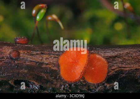 Gemeinsamer Wimpernbecher - Scutellinia scutellata Stockfoto