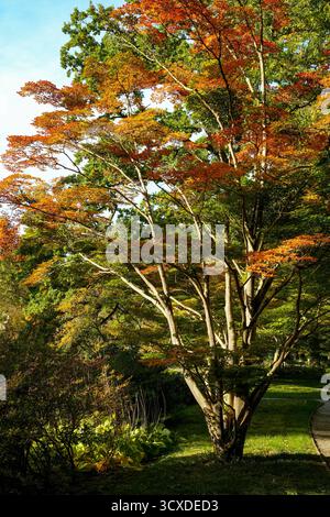 Ein prächtiger Fan Ahorn (Acer Palmatum) in brillanter Herbstfarbe. Verzweigungen Mit Roten Und Orangefarbenen Herbstblättern Verteilen Stockfoto