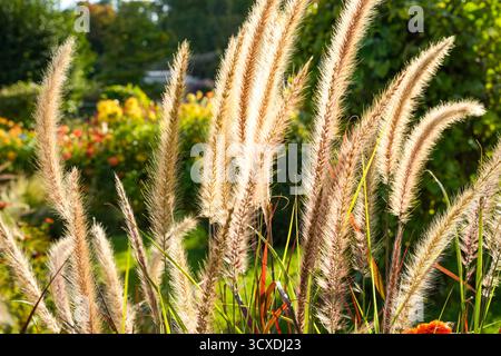 Ein Garten mit Lampengras (Pennisetum Alopecuroide, Cenchrus Alopecuroides), auch bekannt als Federborstengras, im Sonnenlicht Stockfoto