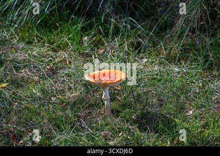 Ein einzelner rot-weißer Pilz wächst auf einem grasbewachsenen Feld. Stockfoto